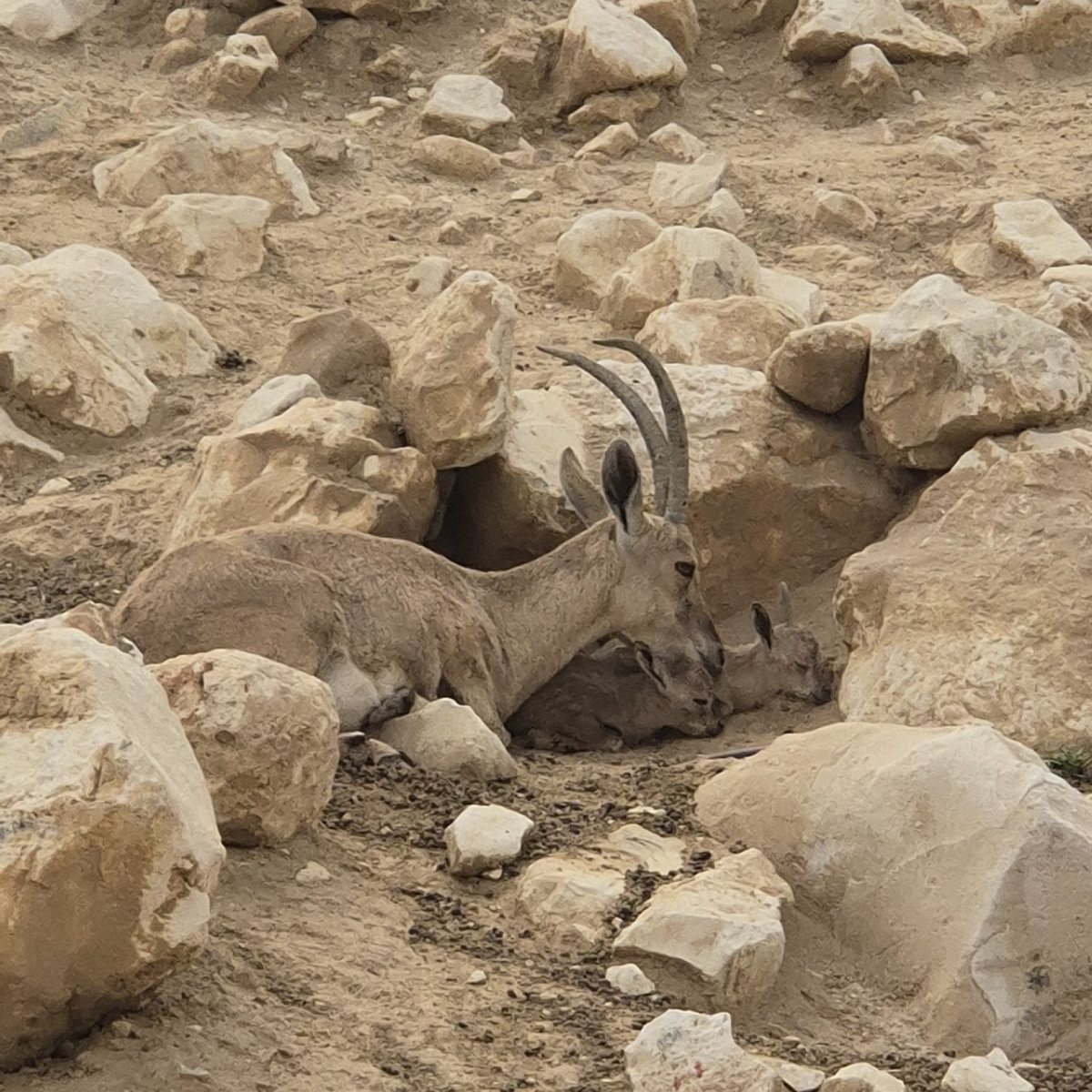 קרדיט: מורן לוי