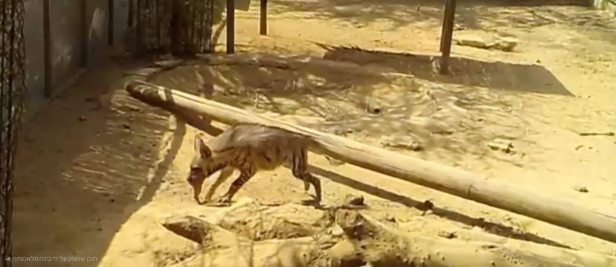 צילום: עדי מרקביץ