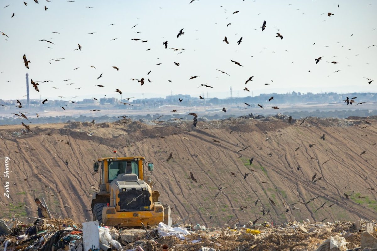 קרדיט: צבי שני
