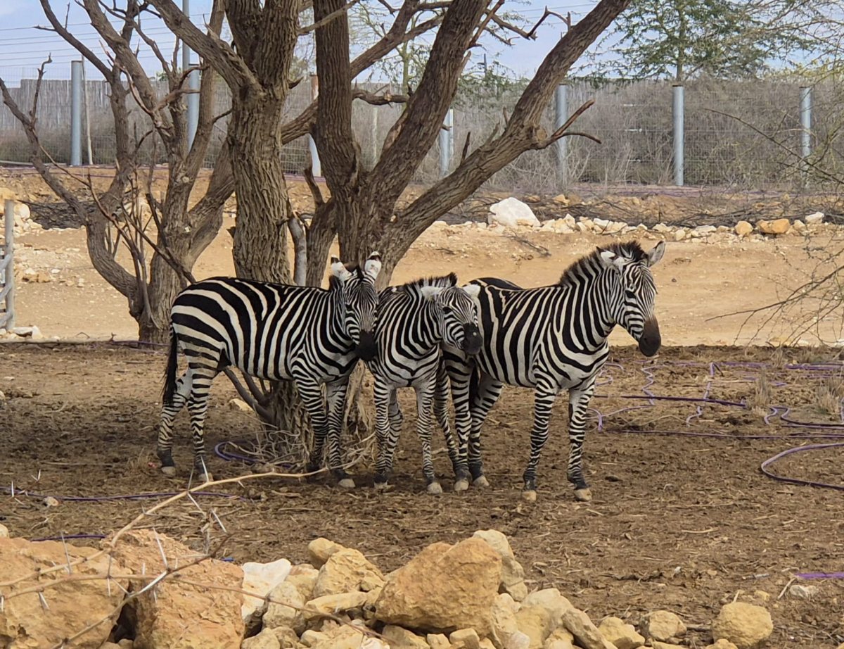 קרדיט: מורן לוי