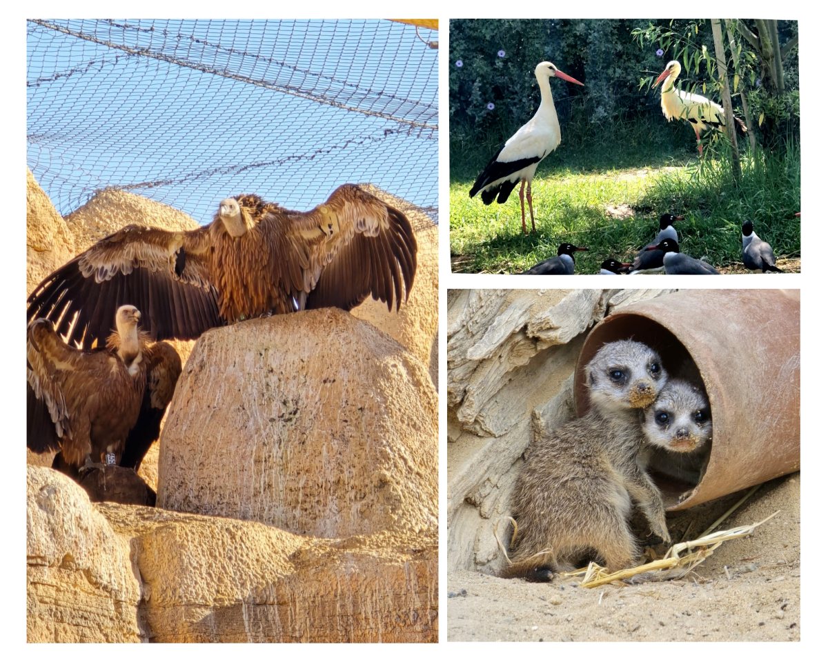 קרדיט: מדבריום