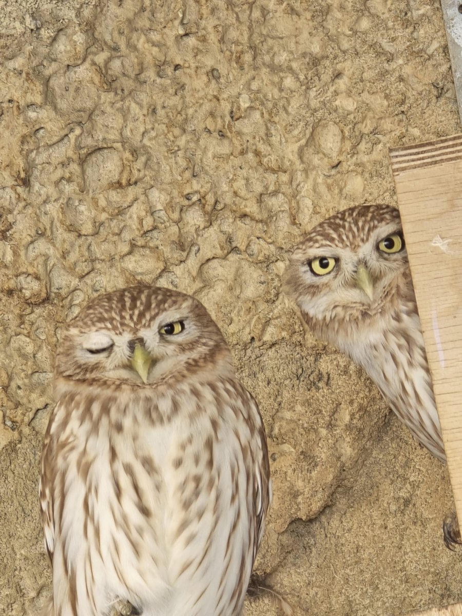 כוס החורבות במדבריום. צילום מדבריום