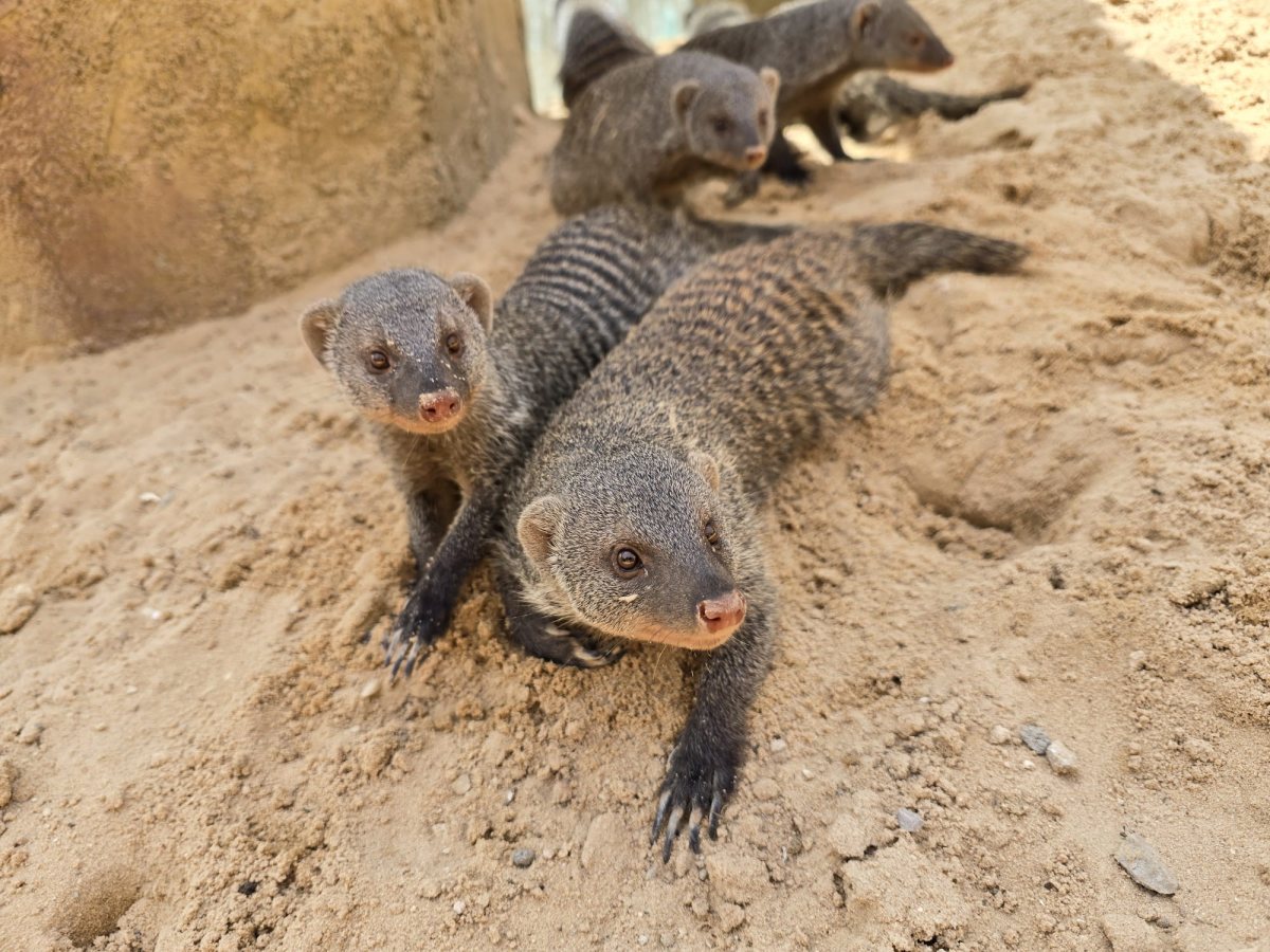 קרדיט: מדבריום