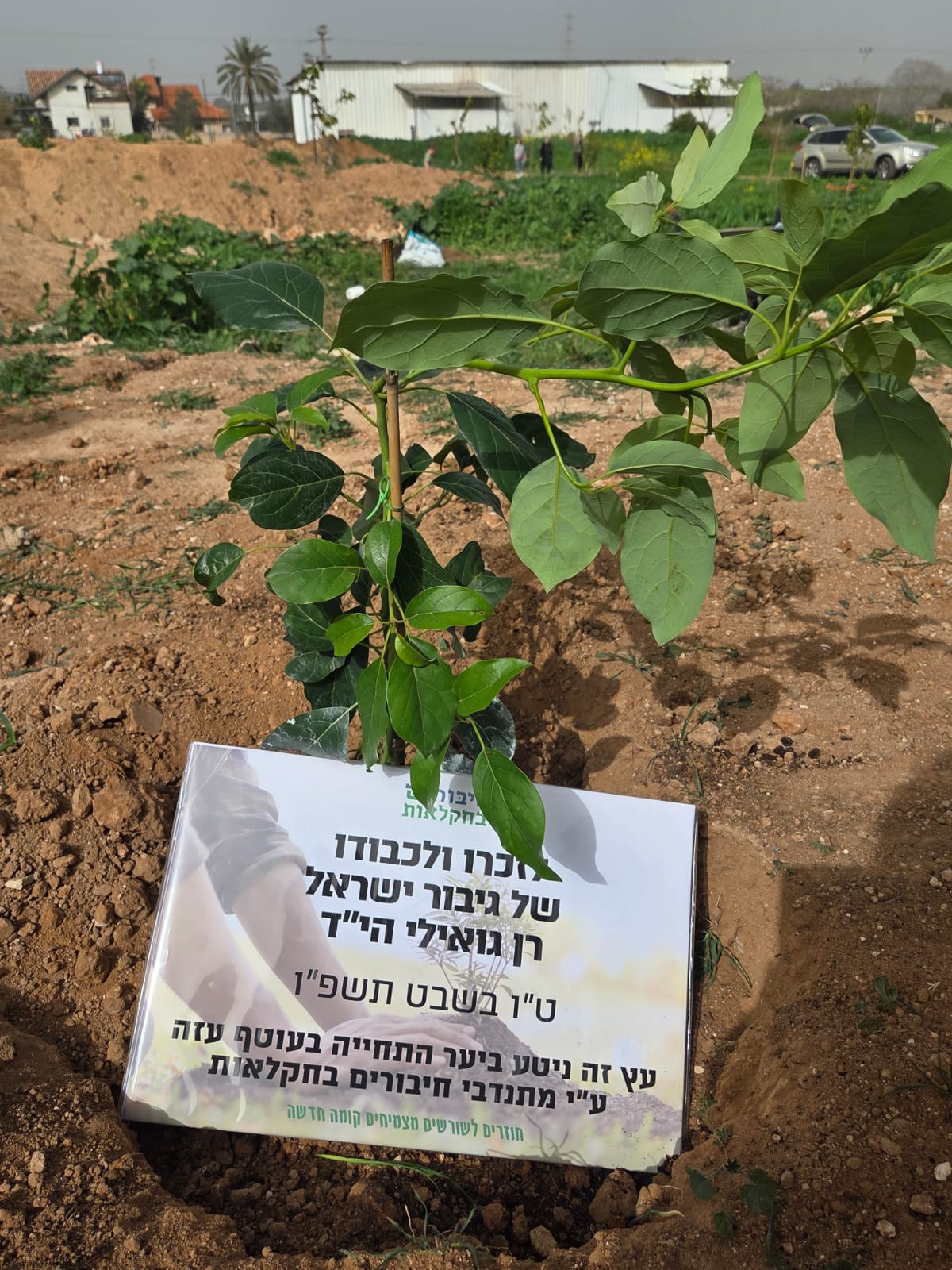 השתיל לזכרו של רני גואילי ז"ל.  צילום: חיבורים בחקלאות 