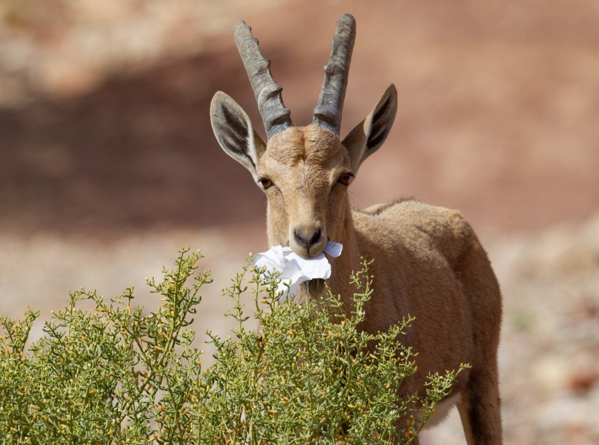 קרדיט: דורון ניסים