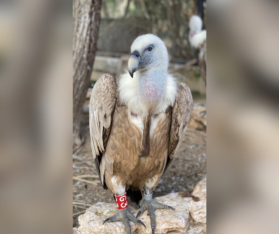 הנשר הרקולס. קרדיט: המדבריום