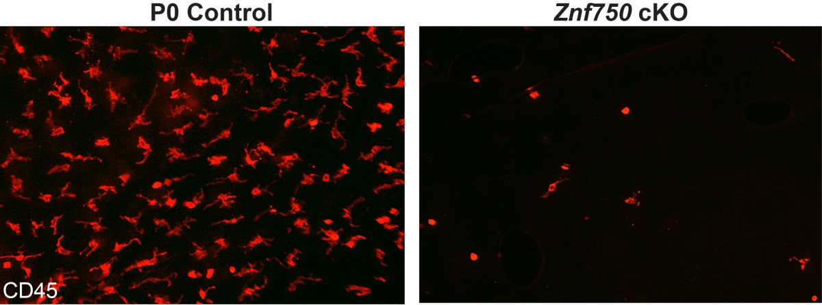 תאי מערכת החיסון בעור של עכבר מהונדס מול עכבר ביקורת. קרדיט: ד"ר עידן כהן