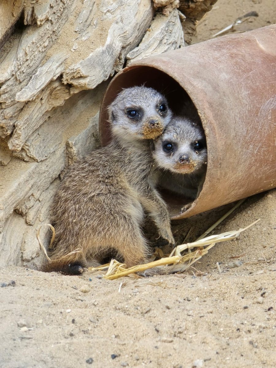 קרדיט: המדבריום