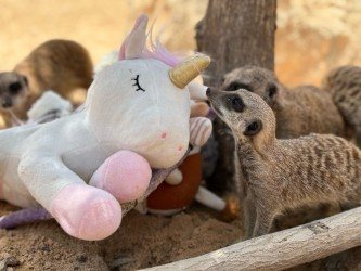 קרדיט: המדבריום