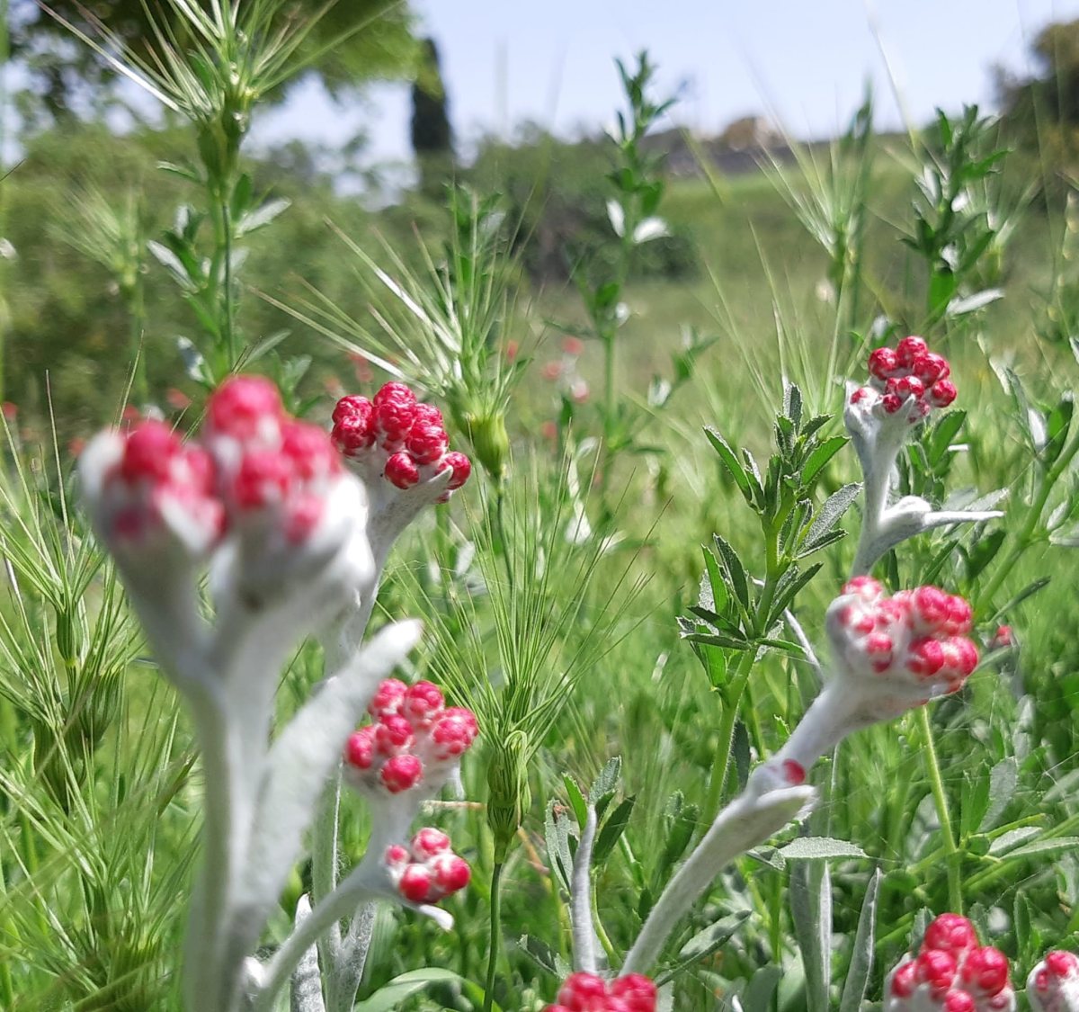 פריחת דם המכבים בגן לאומי קסטל. צילום - אדר סטולרו מליחי, רשות הטבע והגנים