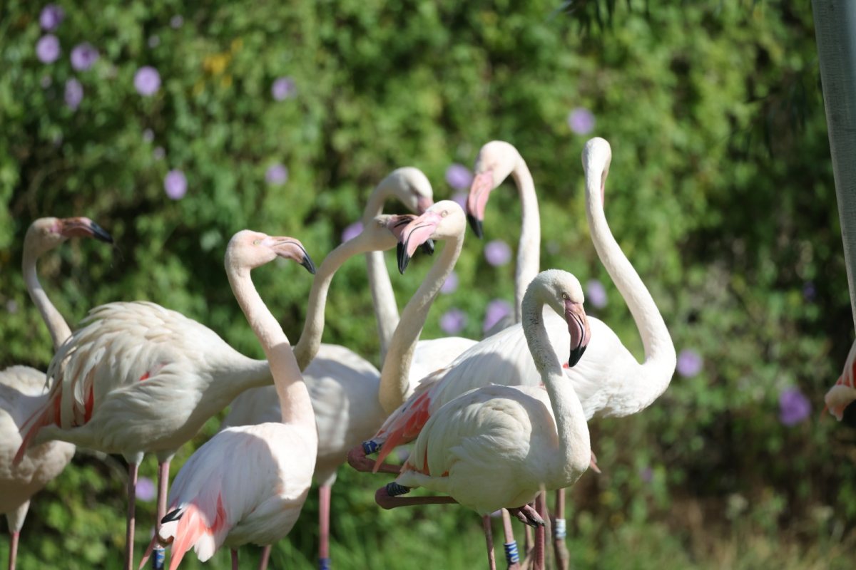 צילום: ששי זיל