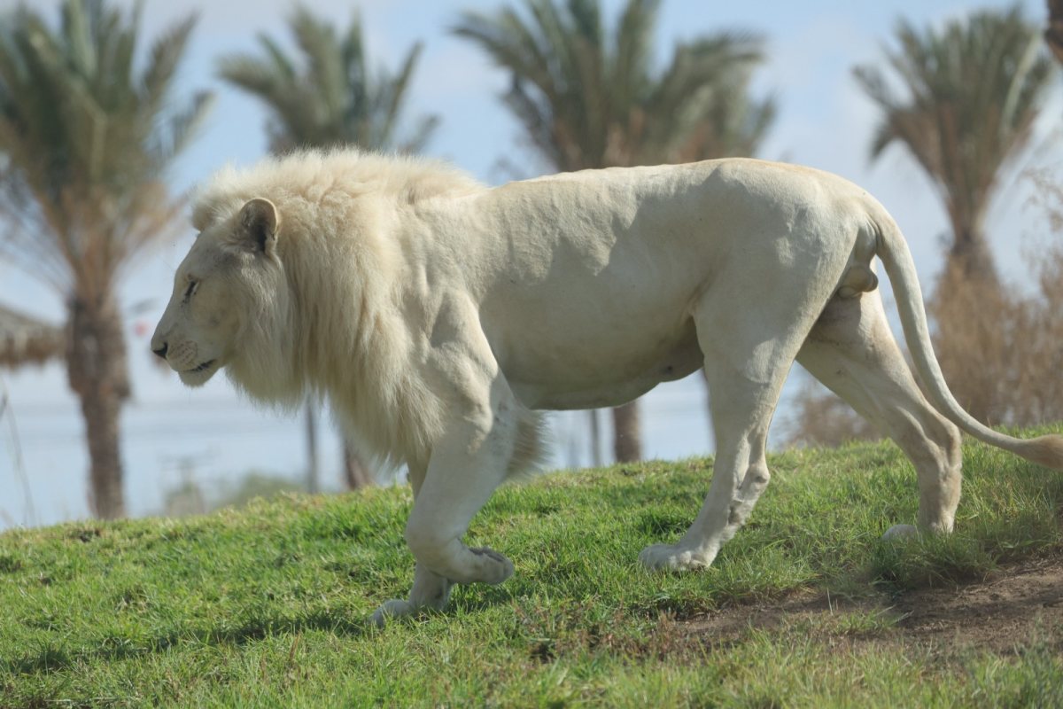 צילום: ששי זיל