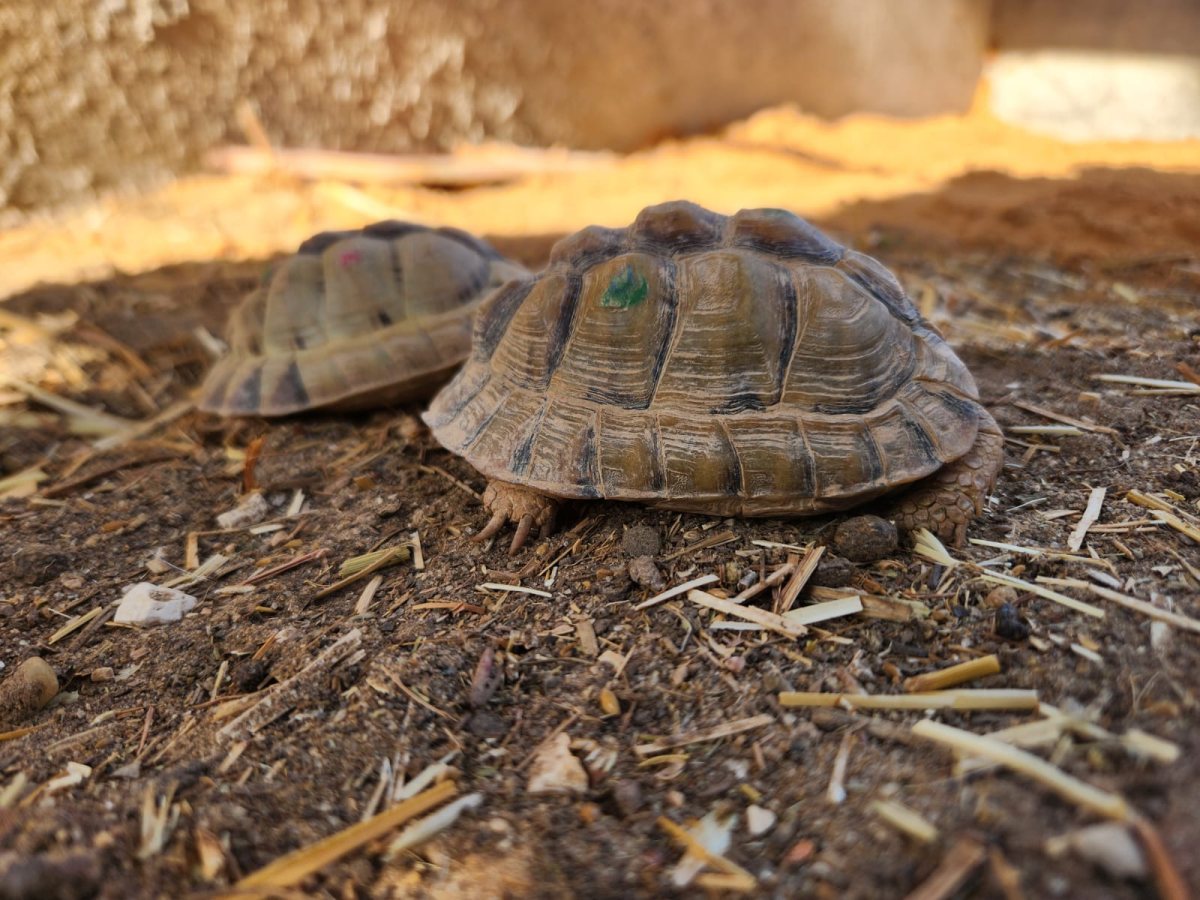 קרדיט: רובן אלמעלם
