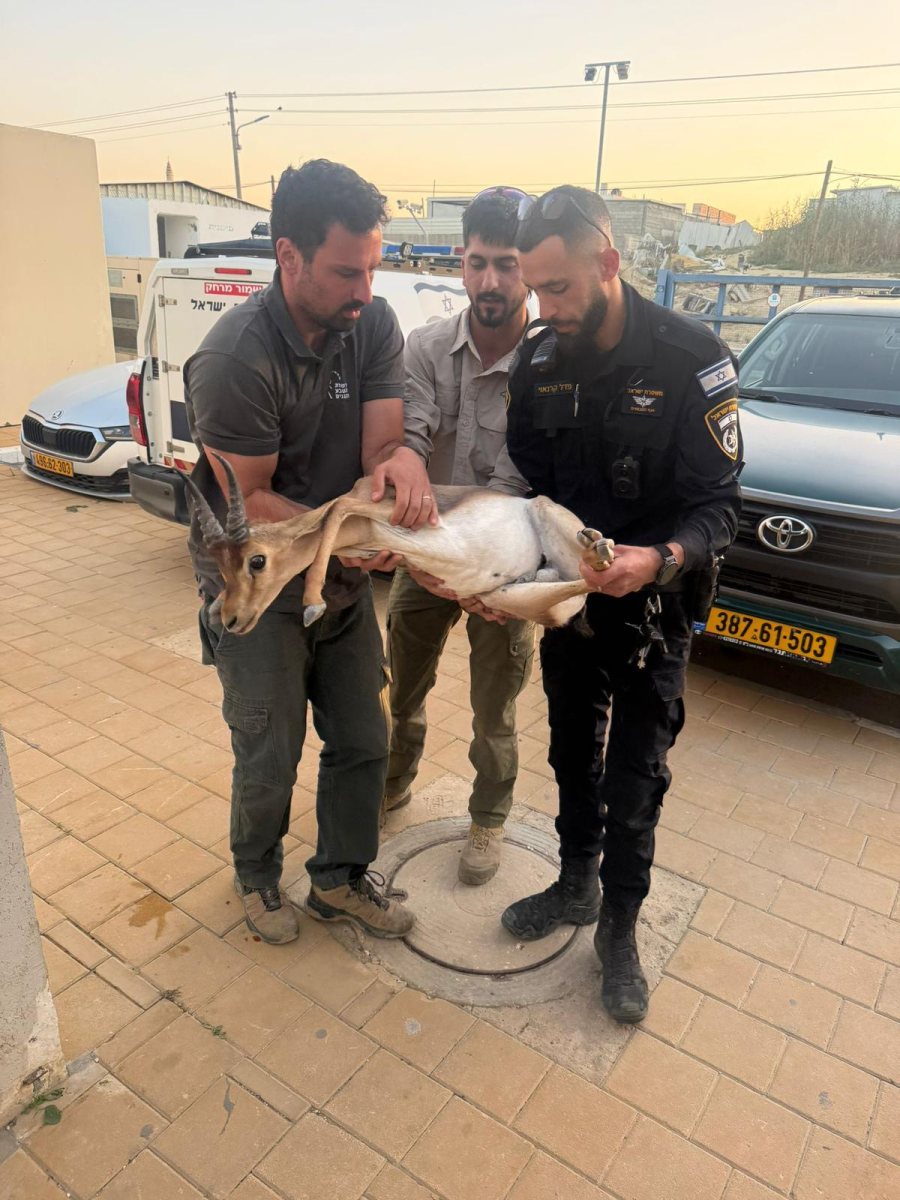 קרדיט: משטרת ישראל