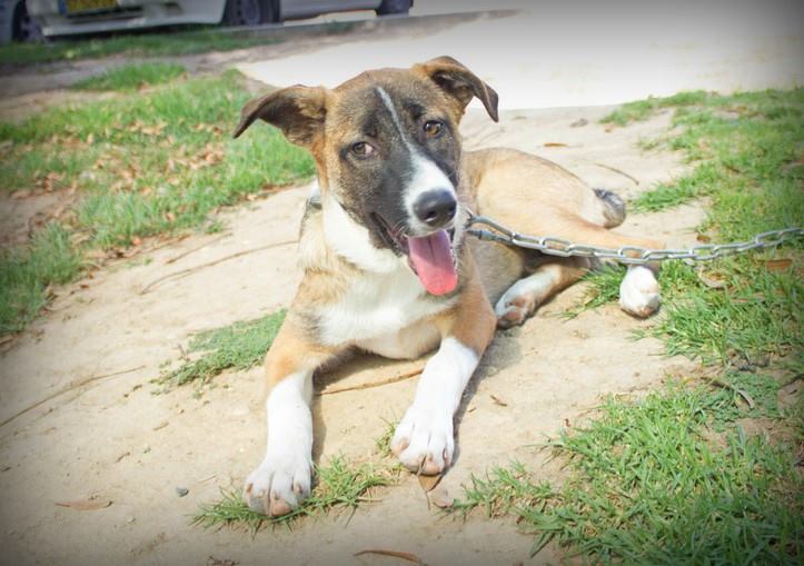 דייזי הקטנה צריכה אומנה חדשה. באדיבות 'באר שבע אוהבת חיות'