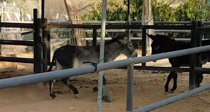 פדרו וחואן (צילום נגב ZOO)