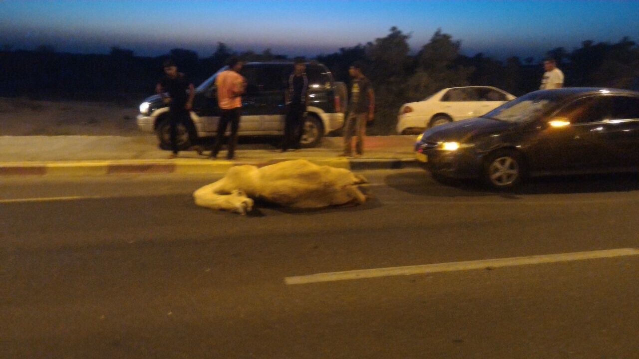 תאונה עם גמל. צילום ארכיון
