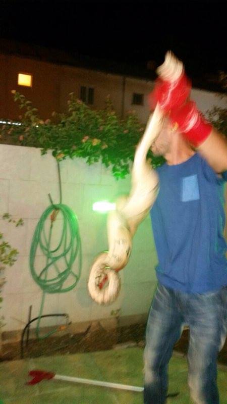 הנחש העצום שנתפס (צילום באדיבות הדיירים)