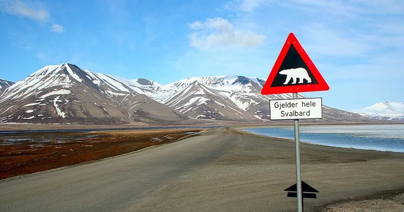 בקוטב הצפוני יש יחס של 3 דובי קוטב לאדם (צילום ויקימדיה)