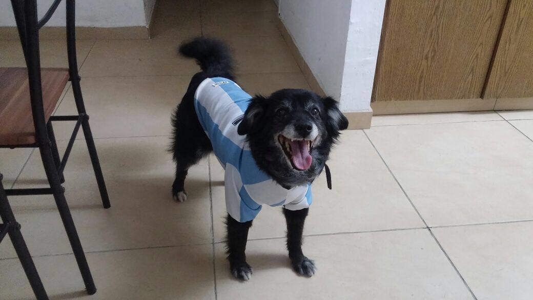 הכלבה בילי- הייתה בת בית לכל דבר הכלבה בילי- הייתה בת בית לכל דבר