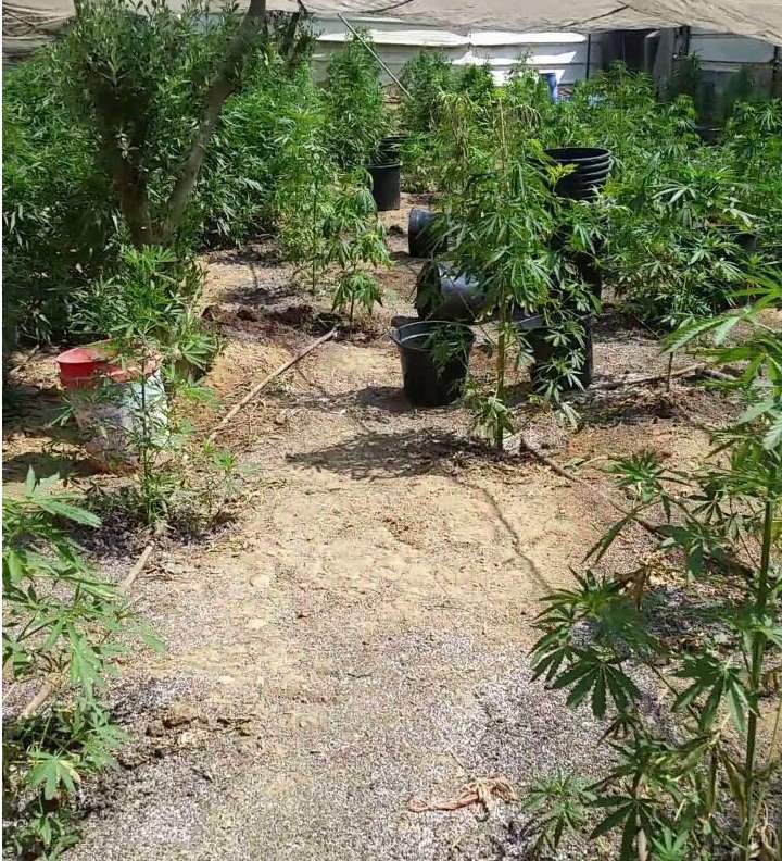 צילום: דוברות משטרה