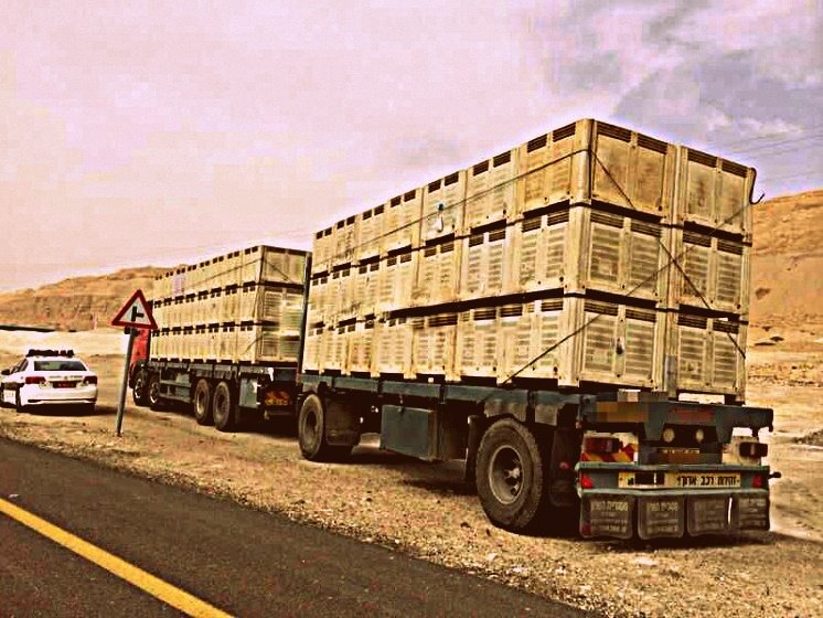 תמונת ארכיון