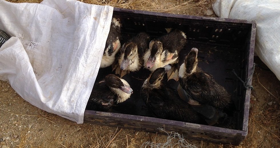צילום באדיבות משרד החקלאות