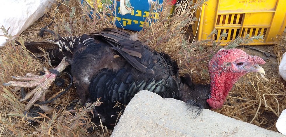 צילום באדיבות משרד החקלאות