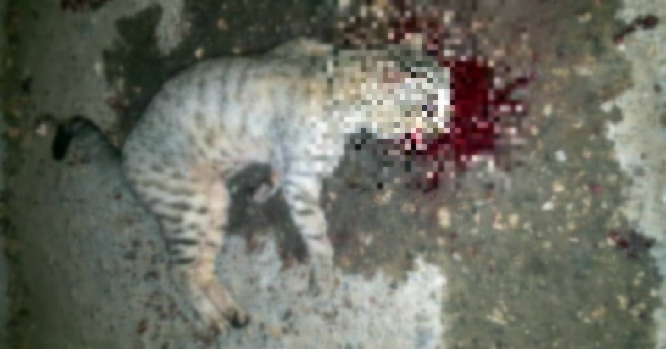 אין גבול לאכזריות. צילום באדיבות מיזם 100