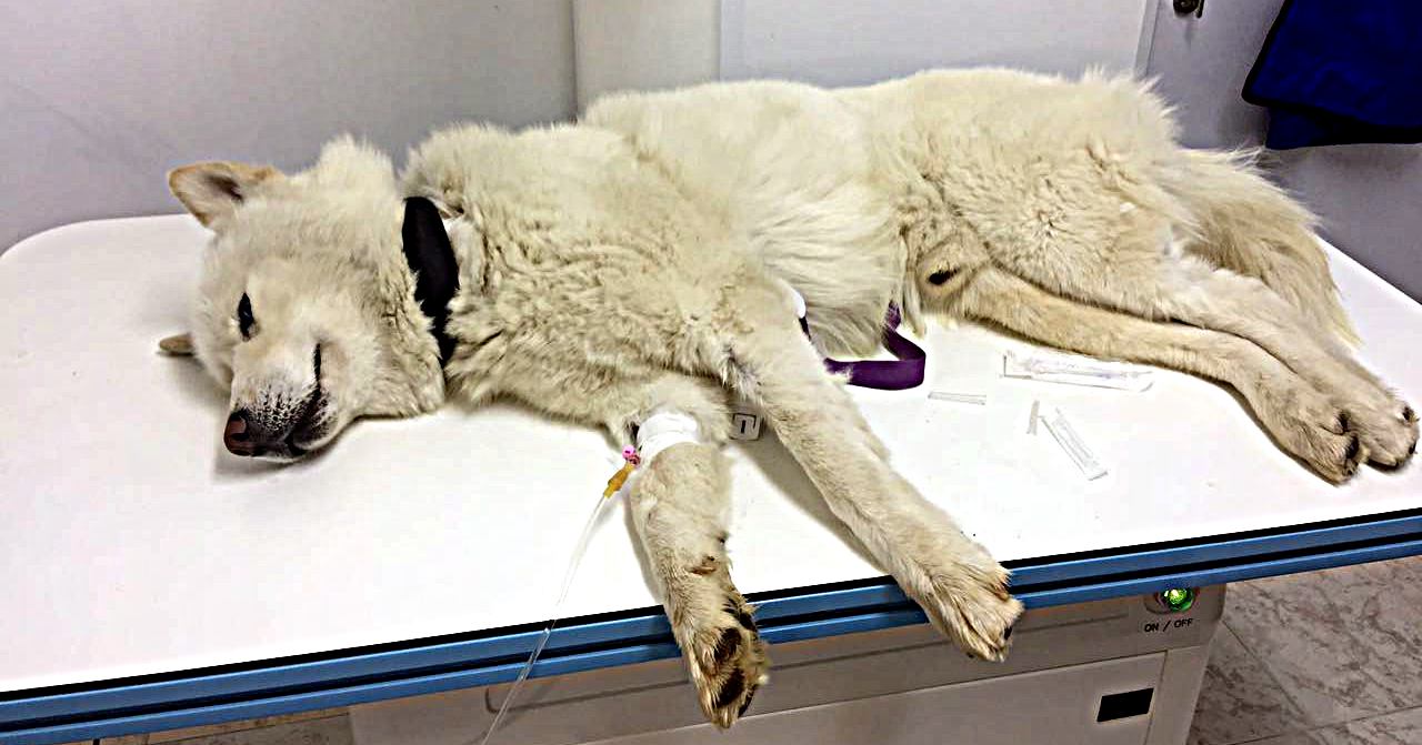 הכלב ריי. סבל מהרעלה ואיבד את חייו. צילום עדי צבי