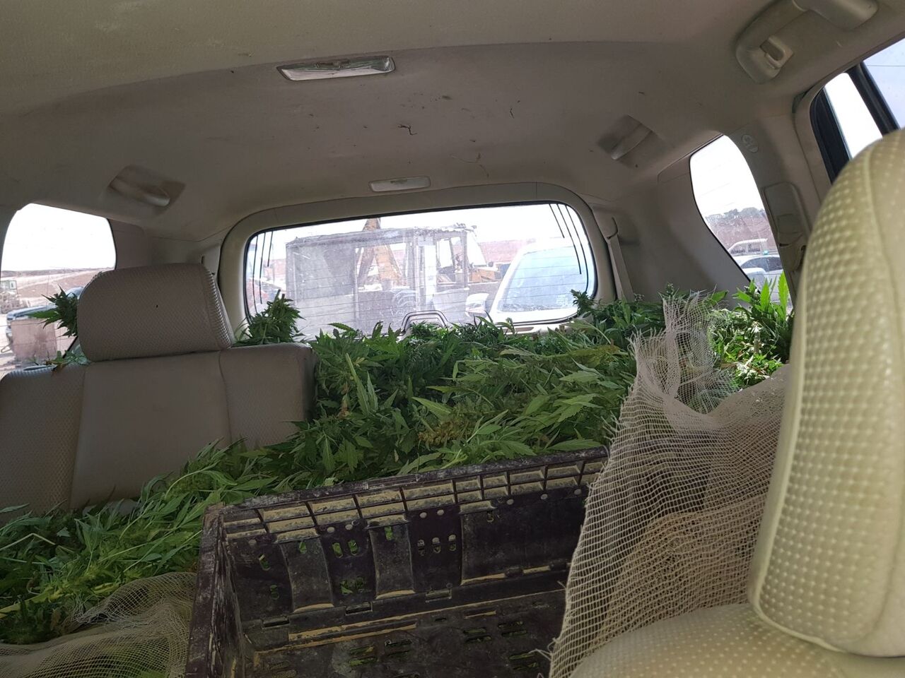 נתפס עם 1,484 שתילים ברכב. צילום דוברות המשטרה 