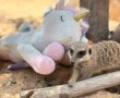 טלנובלה במדבריום: מאבקי הירושה שמטלטלים את משפחת הסוריקטות בבאר שבע