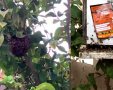 דבורים בשכונה ט'. צילום: מרים רגב