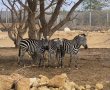 משפחת המדבריום מתרחבת: שלושה דיירים חדשים הצטרפו לעדר הזברות
