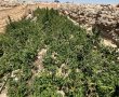 ממש מתחת לאף: חממות גידול הסמים שוברות שיאים
