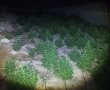 בעקבות פשיטת המשטרה: 150 קילו של סמים נתפסו ליד ירוחם