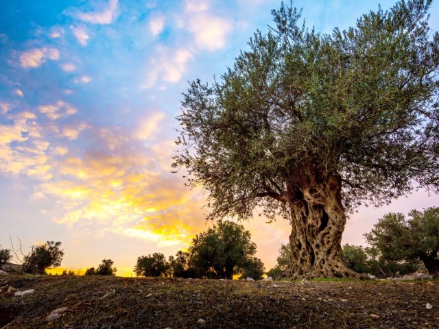 צילום: shutterstock אילוסטרציה