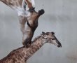 קצת חדשות משמחות: לידה מיוחדת בגן החיות ''המדבריום'' בבאר שבע