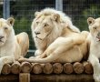 פסח בפארק החיות: המדבריום נפתח לקהל הרחב