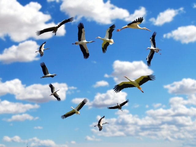 pixabay