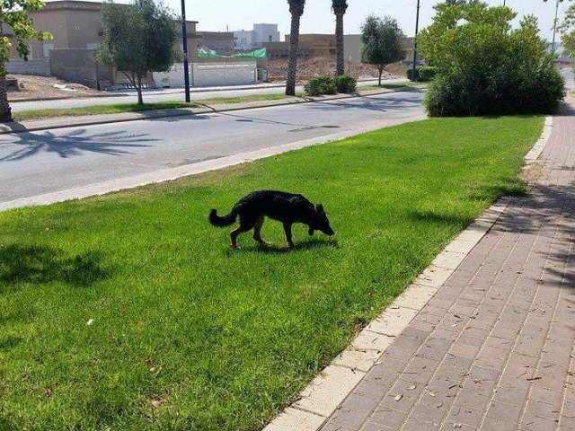 כלב משוטט בעומר | צילום: באדיבות מועצת עומר 