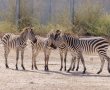 100 מינים על 140 דונם: גן החיות הענקי של ב"ש עומד להיפתח
