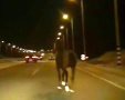 רכב פוגע בסוס. צילום באר שבע נט