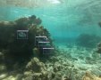 מתוך מצלמת גופרו8- בינה מלאכותית מאתרת את דגי הדפדוף. צילום: ויקטור קינה