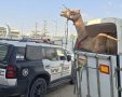 קרדיט: משטרת ישראל