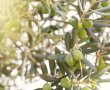 עץ זית מלאכותי או אמיתי, שמונה שיקולים לבחירה הנכונה ב-2026