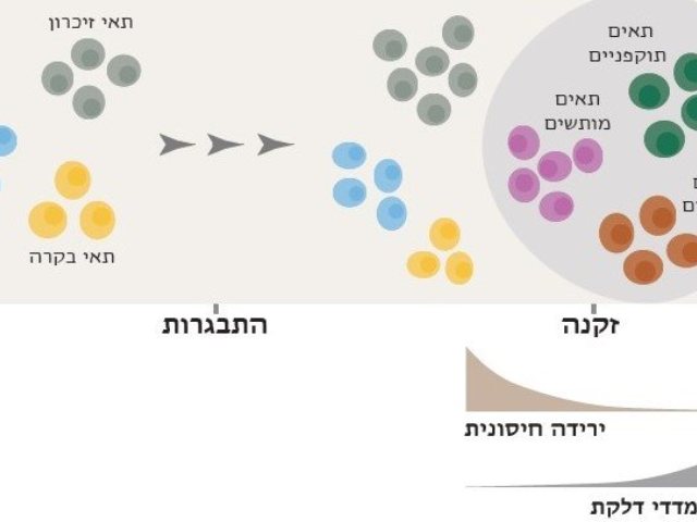 באדיבות אוניברסיטת בן גוריון