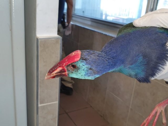 ציפור נדירה נמצאה במפעלי ים המלח של חברת ICL