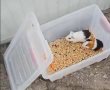 הפנים היפות של באר שבע: תושב העיר הציל בעלי חיים שהוזנחו בחום הלוהט (וידאו)