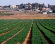 קרדיט: Shutterstock